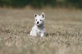 WESTIE 168
